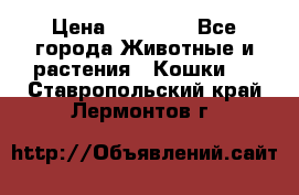 Zolton › Цена ­ 30 000 - Все города Животные и растения » Кошки   . Ставропольский край,Лермонтов г.